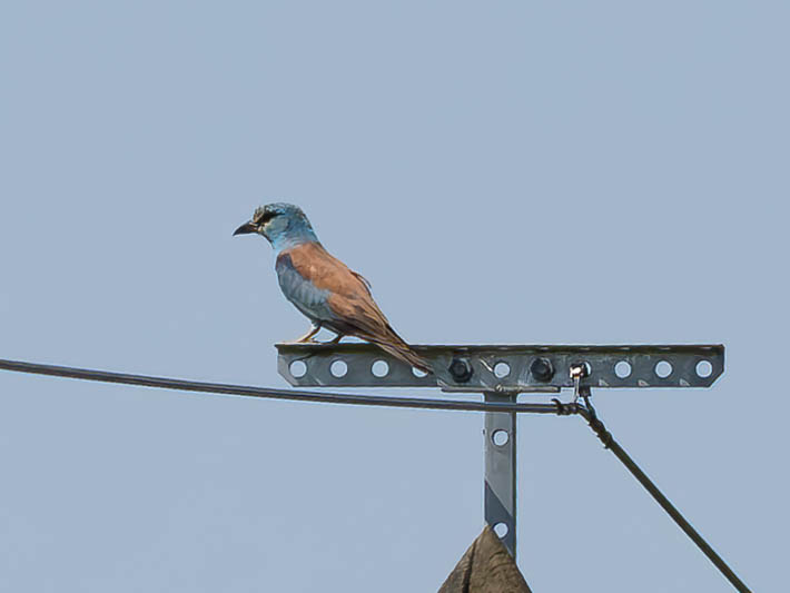 European Roller (Coracias garrulus).jpg